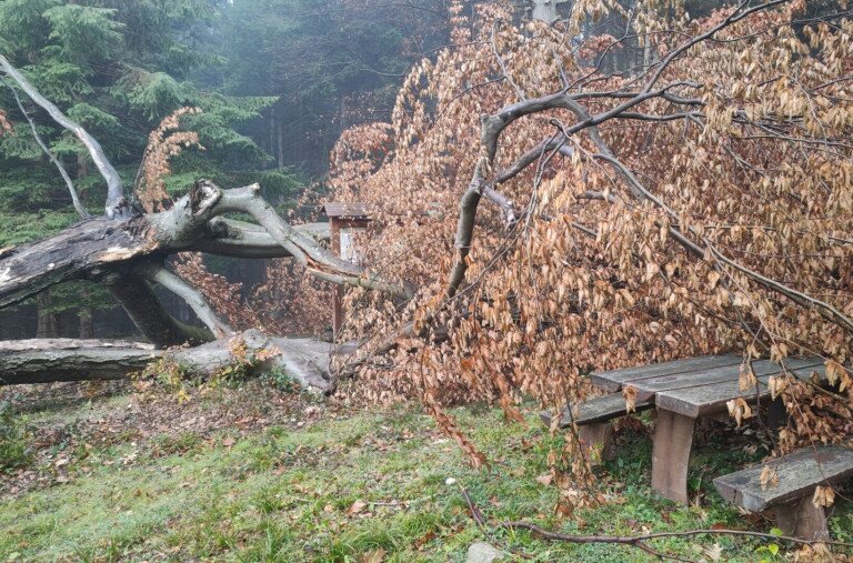 Kidőlt az ország egyik legöregebb bükkfája