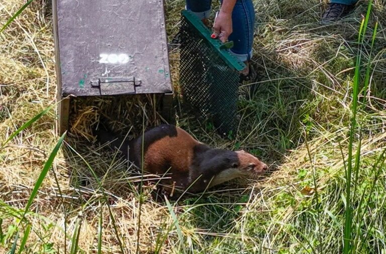 Videó: A Balatonnál engedték szabadon a vidrafiút