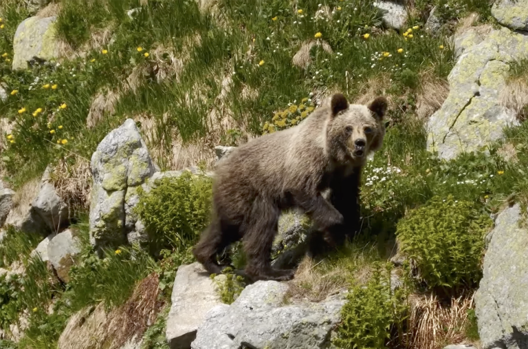 Videó: így néz ki egy medvetámadás közelről