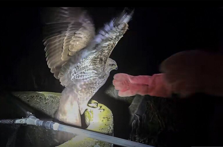 Így szedj ki egy ölyvet egy mély kútból