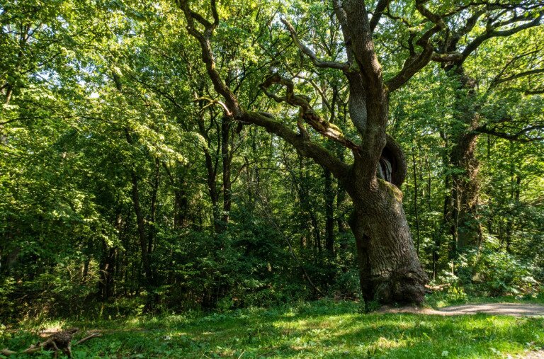 Az erdő szívét az öreg fák rejtik
