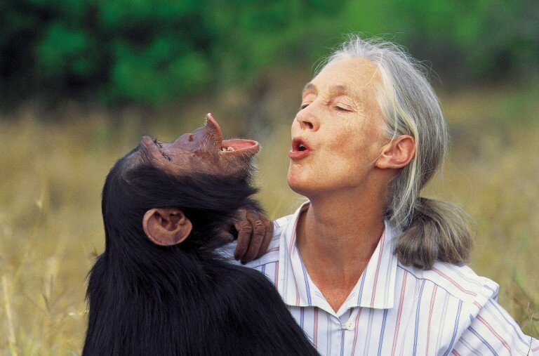 Csimpánzkutatóból a természet szószólója – Jane Goodallra emlékezünk