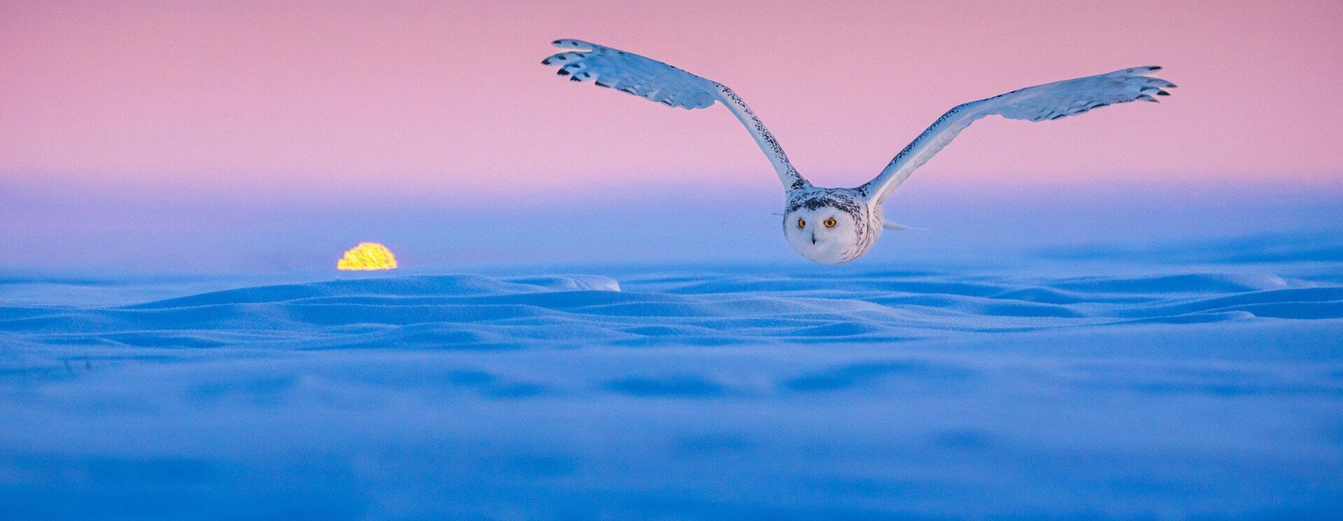 Szuper madárfotókat díjaztak