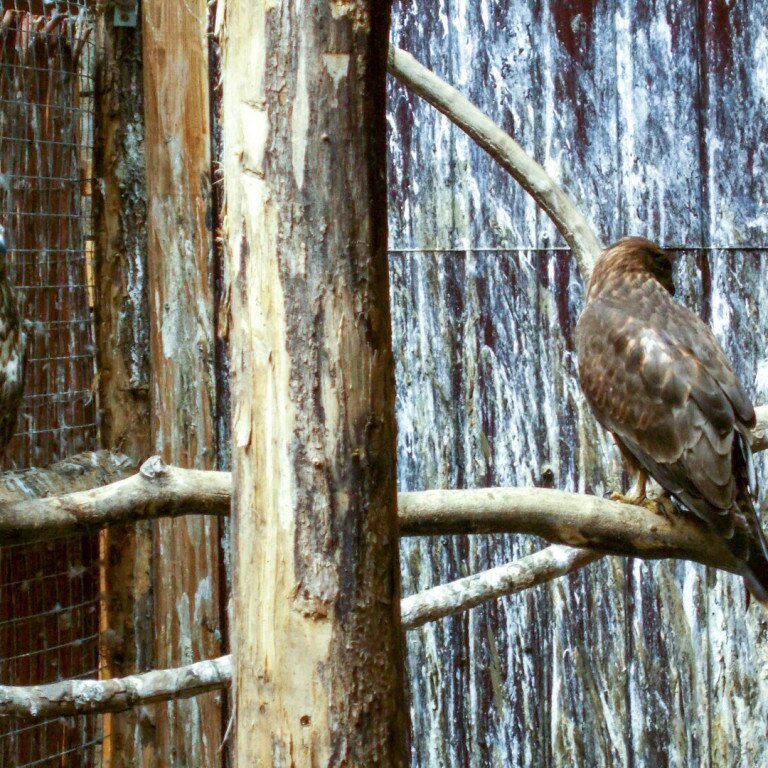 Több száz madár életét mentik meg évente a Kecskeméti Vadaskertben