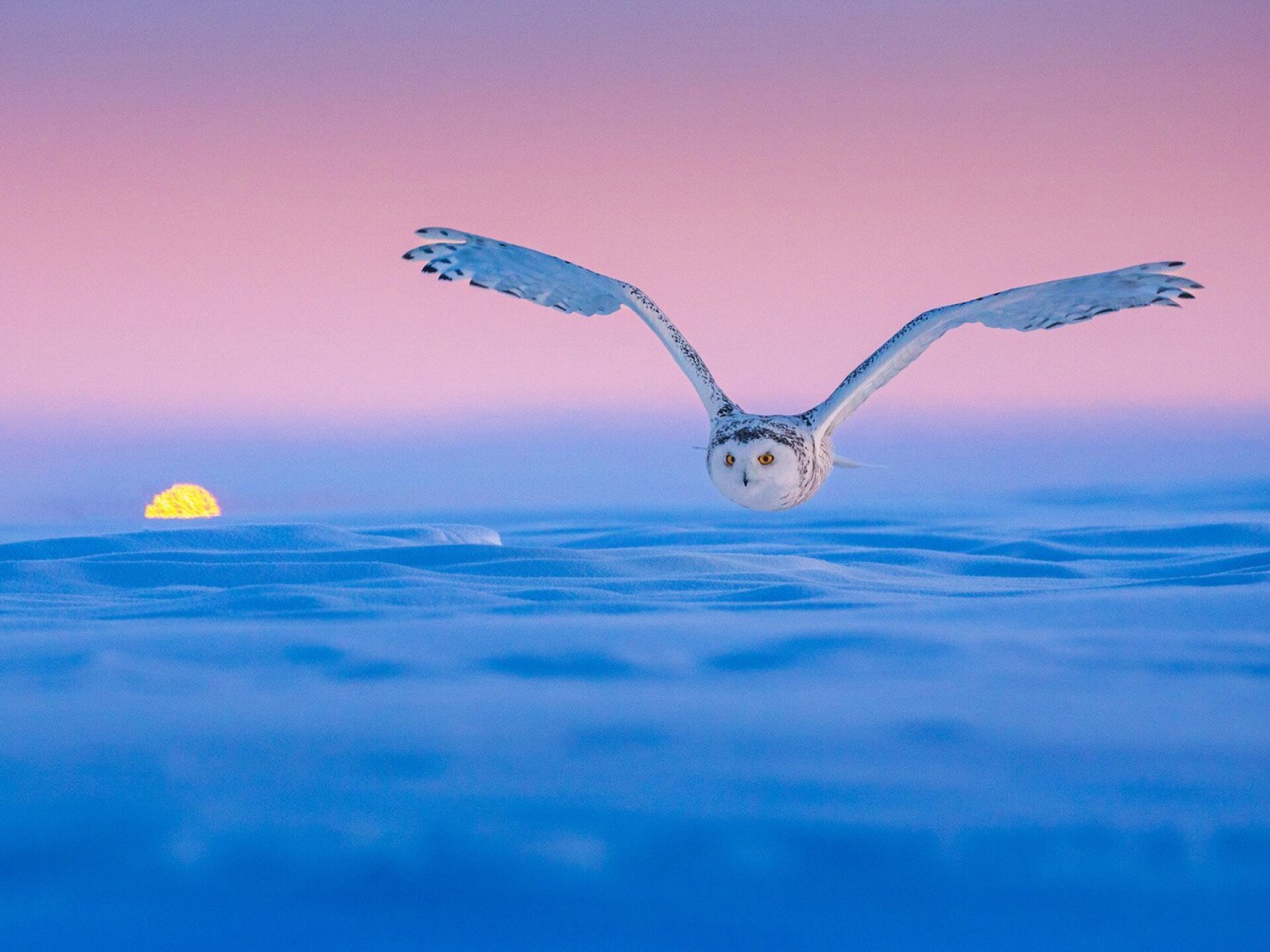 Szuper madárfotókat díjaztak