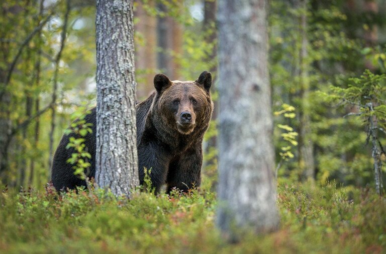 Most a Bükkben kószál egy medve, vadkamera is rögzítette