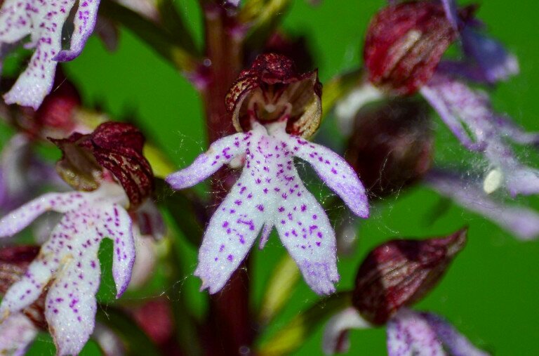 Bíbor szőrpamacsokkal csábít ez a látványos orchideafaj