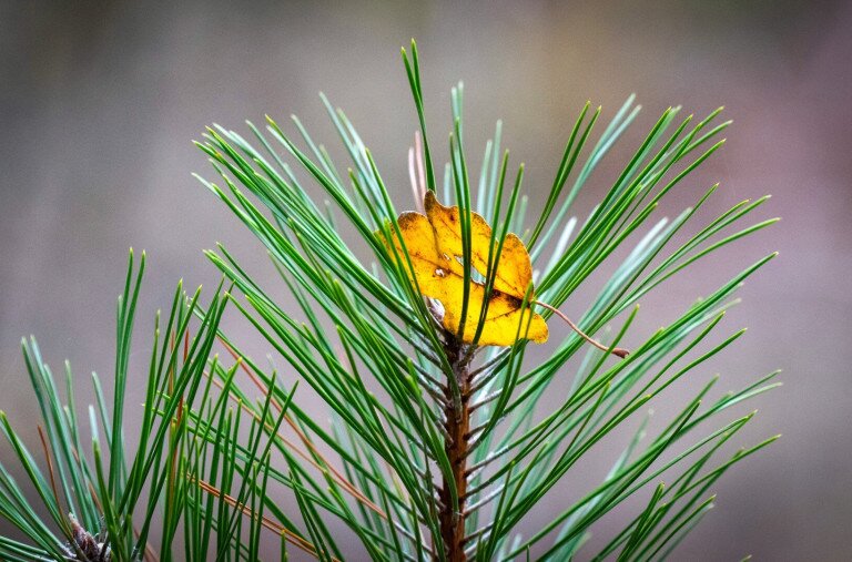 Miért nem hullajtják el a leveleiket a tűlevelűek?