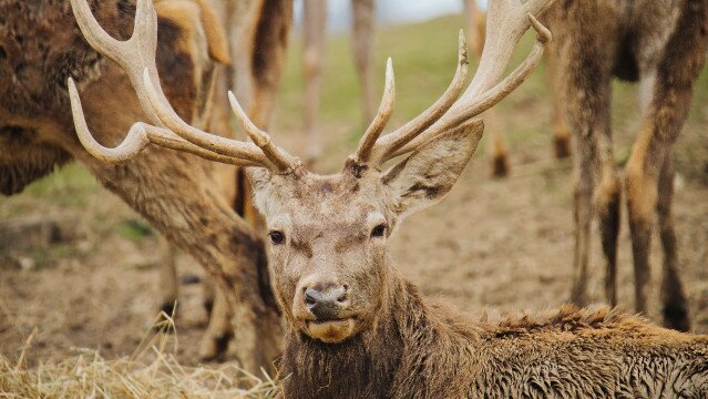 Amit a túrázóként tudnunk kell a vadakról egy vadásztól