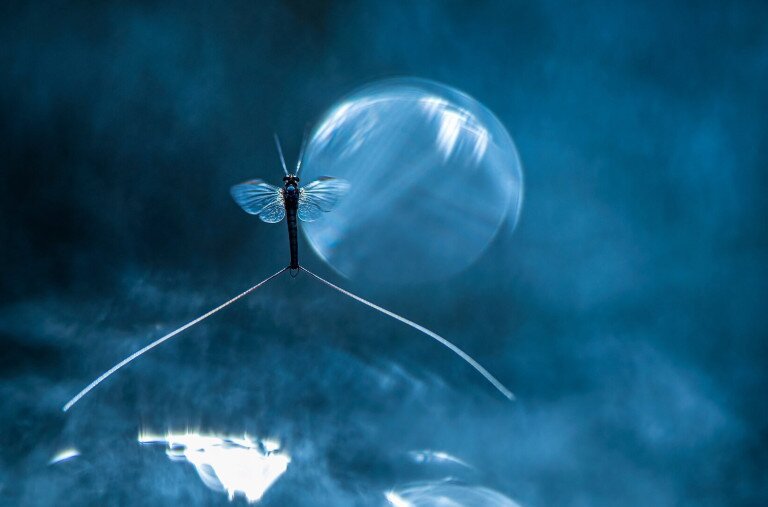 Díjnyertes képek hazánk legszebb virágairól