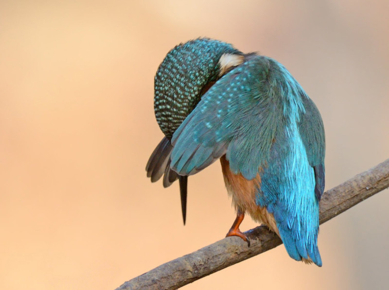 Comedy Wildlife Photography / Antonio Medina - Ashmed