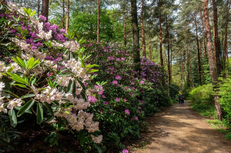 A Jeli Arborétum és gyönyörű rododendronjai – Galéria