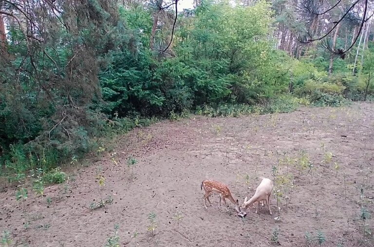 Hófehér szarvast kapott lencsevégre a vadkamera Ásotthalmon