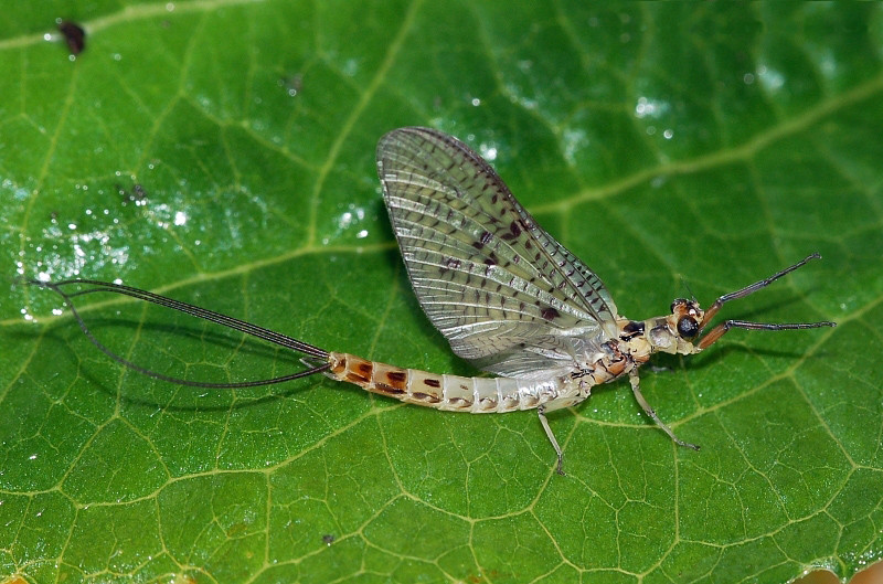 eintagsfliege_fg01.jpg