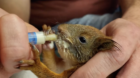 Ez a legcukibb mókusos videó, amit ma látni fogsz