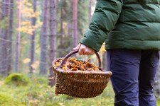 Ezekkel a fajokkal indul be az őszi gombaszezon