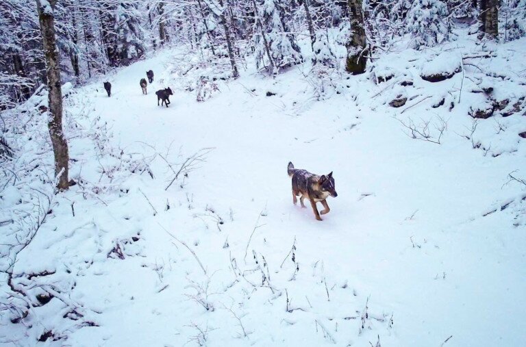Farkasok tűntek fel a vadkamerák előtt a Plitvicei-tavaknál
