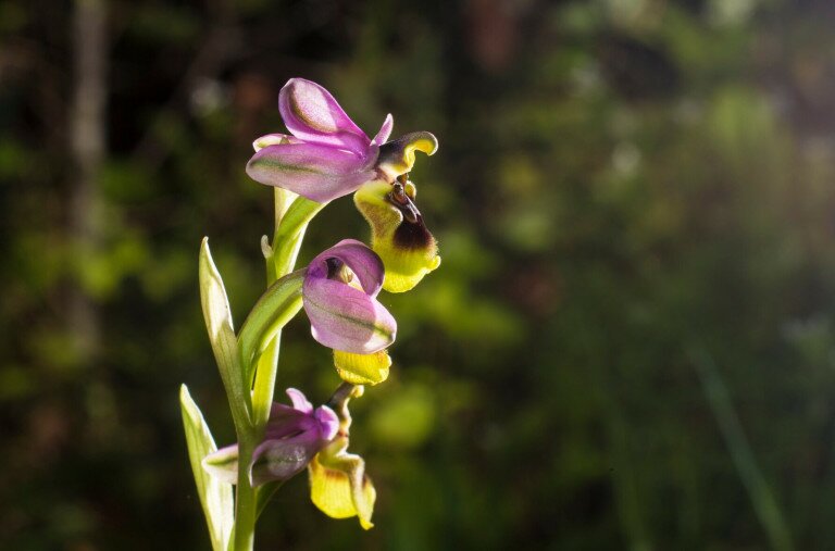 Szabadidőparkot terveztek, ritka orchideákat találtak Budán