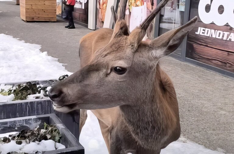 A szarvas nem játék - videó
