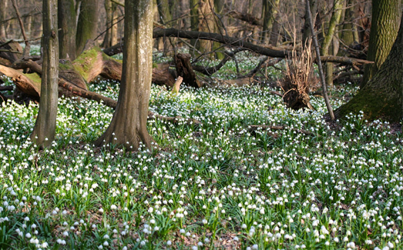 Fotó: Fertő-Hanság nemzeti Park Igazgatósága