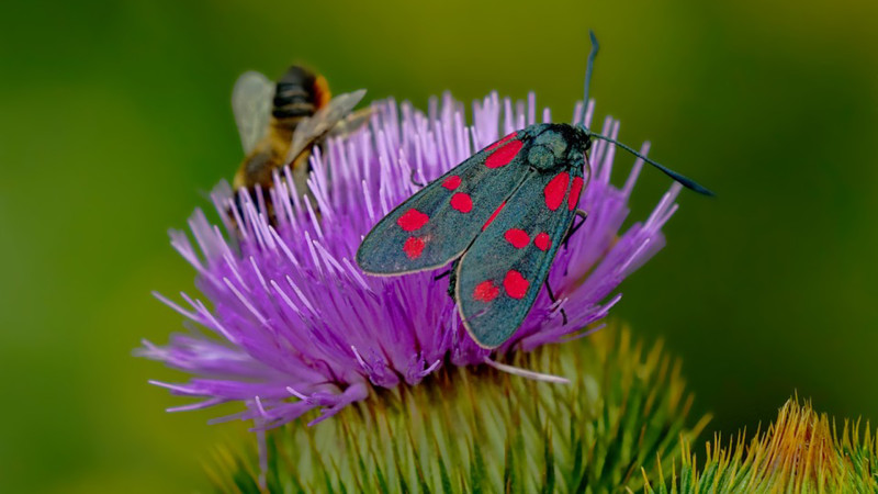 Fotó: pixabay.com