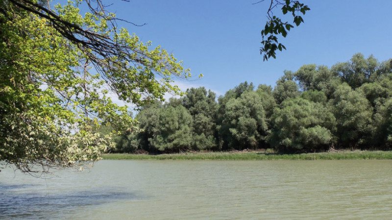 gemenci_erdo_-_rezeti-duna_-_1419.jpg