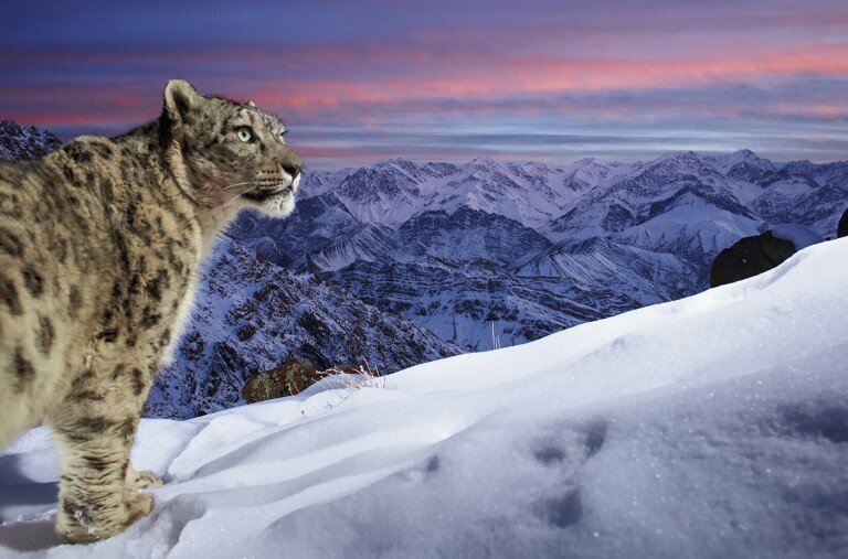 Gyönyörű hópárduc a világ legnépszerűbb természetfotóján