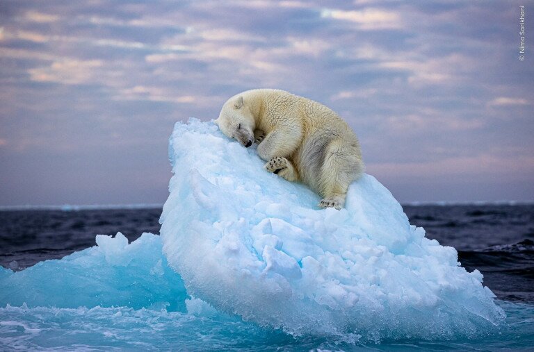 Jégtáblán szundikáló jegesmedve a világ legkedveltebb természetfotóján