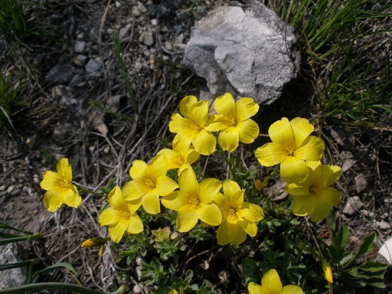linum_dolomiticum_5ha.jpg