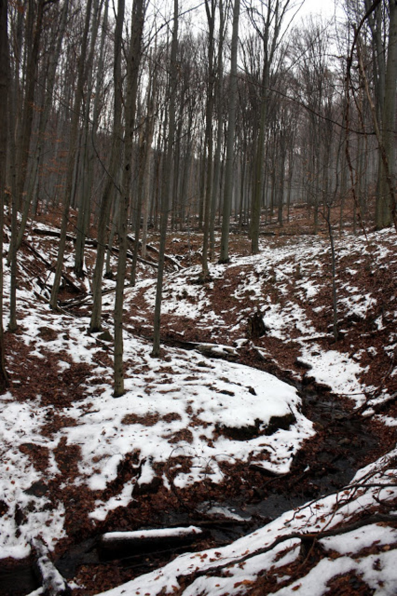 _mg_1233.jpg