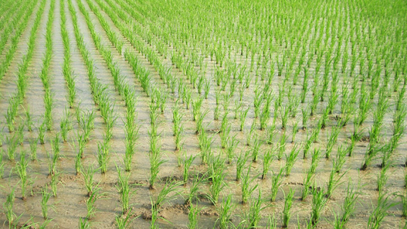 oryza_sativa_rice_sprouts_ja01.jpg