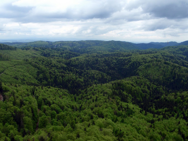 p5241586.jpg
