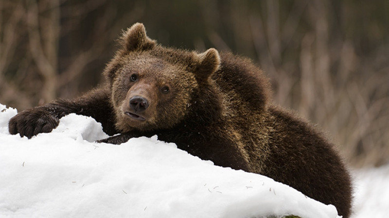 shutterstock_72067012-2.jpg