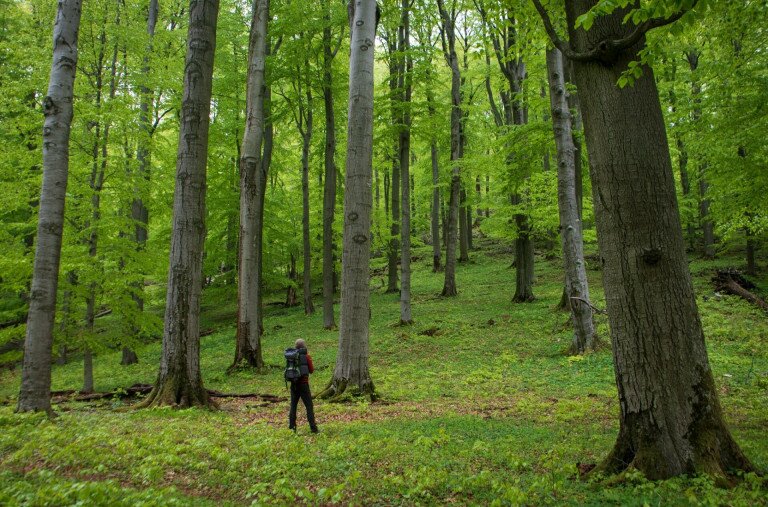 Vadregényes hazai erdők – Galéria