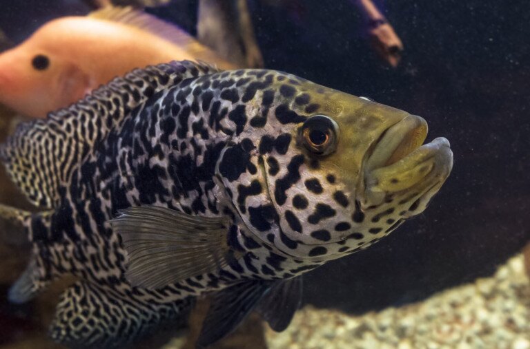 „A tél már nem intézi el őket”