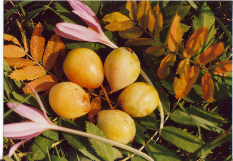 003_habe_termes_osszel.jpg