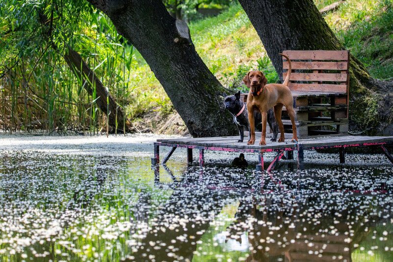 008 _MG_3923 Gerlai-holtag vizparti telkek