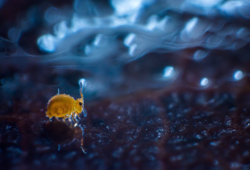 01 05_0_1170_3557-Potyó_Imre-A_falevél_mikrokozmosza