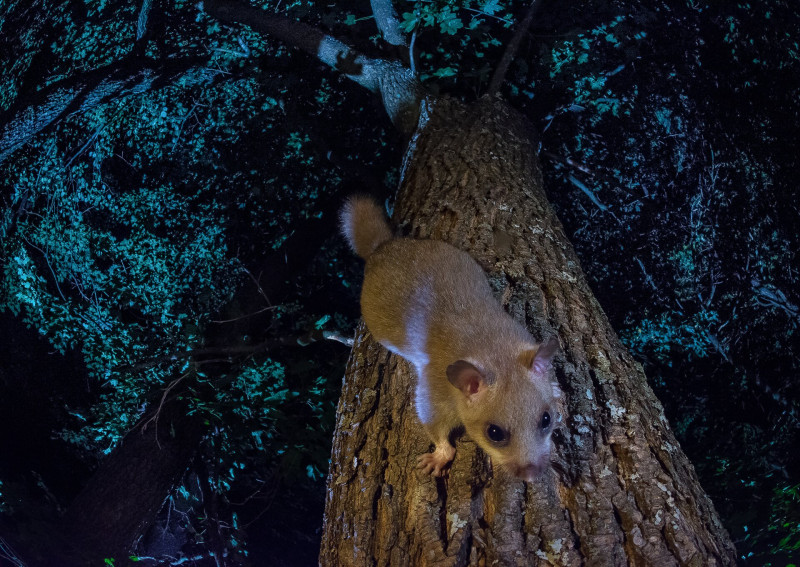 01 06_1_1721_3019_potyo_imre_lombkorona_lako-2