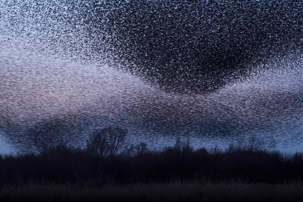 02 0202 Holland allatvilag Winner_115825_Bart_Siebelink_Starling-Apocalypse