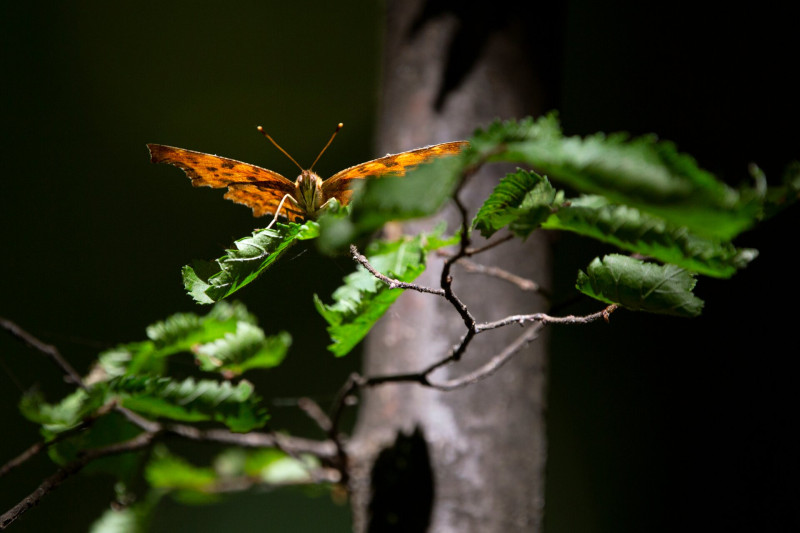 02 33_MG_7710 C-betus lepke bazaltutca