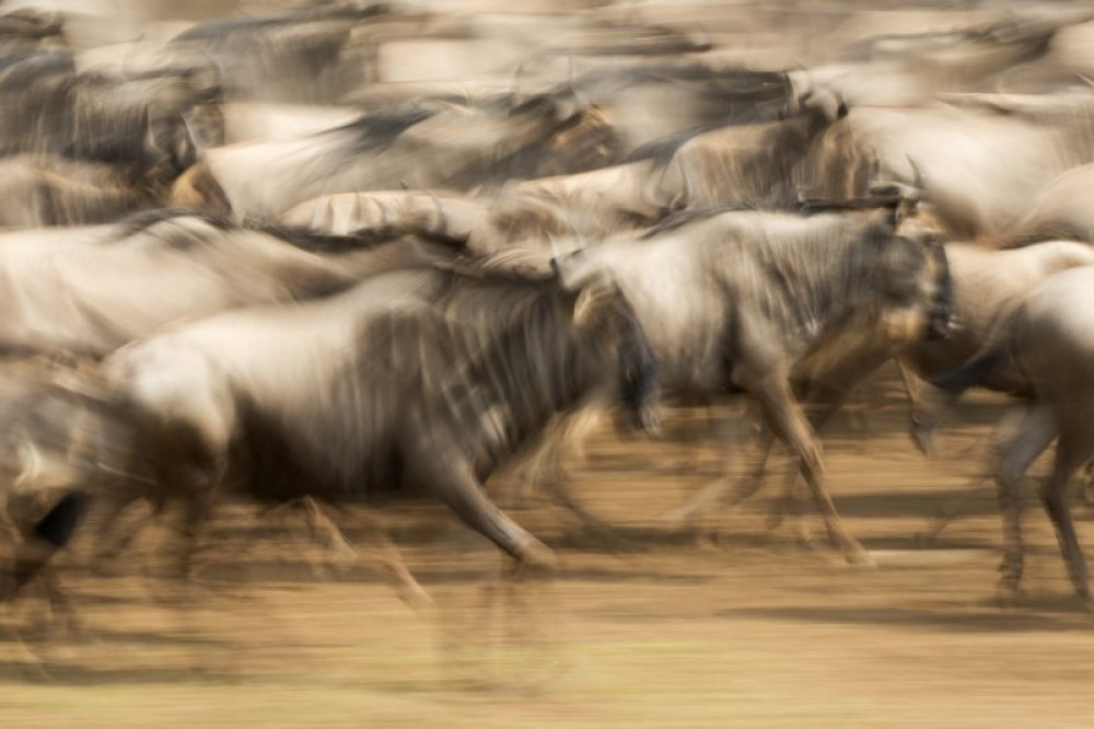 02 Ifjusagi 17-17 runner-up David Cisneros Tejera - SPAIN -  Migration movement