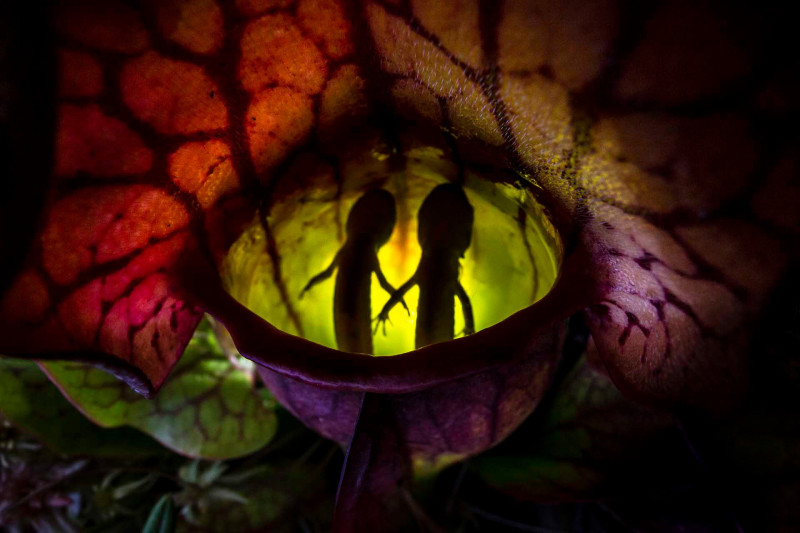 03 03112873_Samantha_Stephens_Natures-Pitfall
