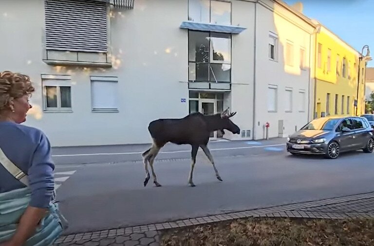 Szokatlan vándorútra indult egy jávorszarvas, és közben igazi sztár lett
