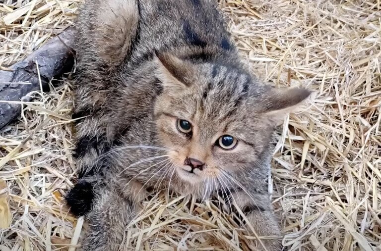 Videón, ahogy egy vadmacska visszakapja a szabadságát