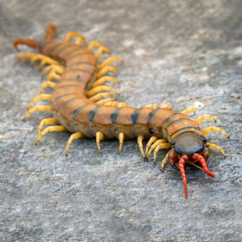 05 Oves szkolopendra KIEGESZITVE 03 FOTO Wikipedia Eran Finkle.