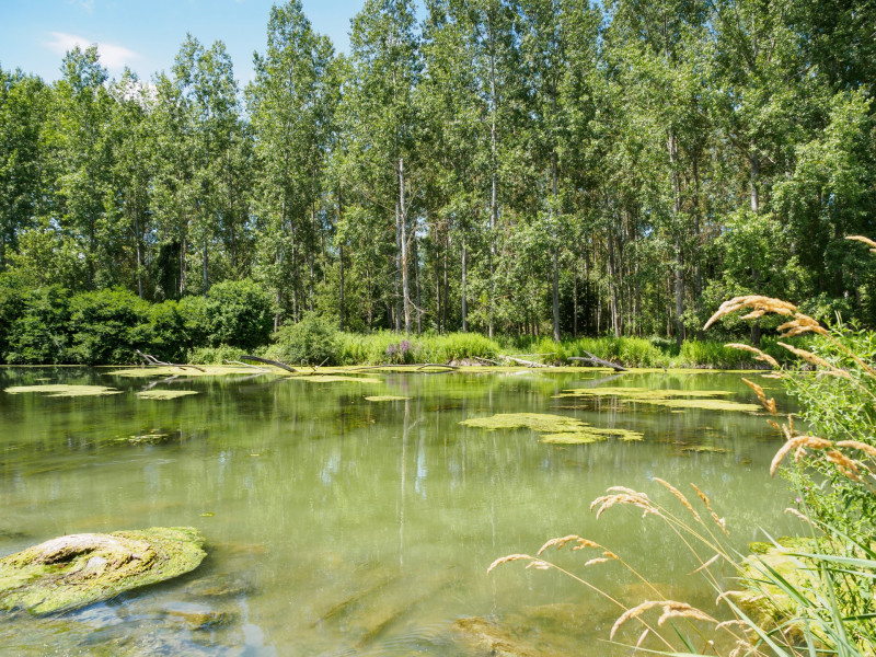 06 Jövevények alga AdobeStock_115841442
