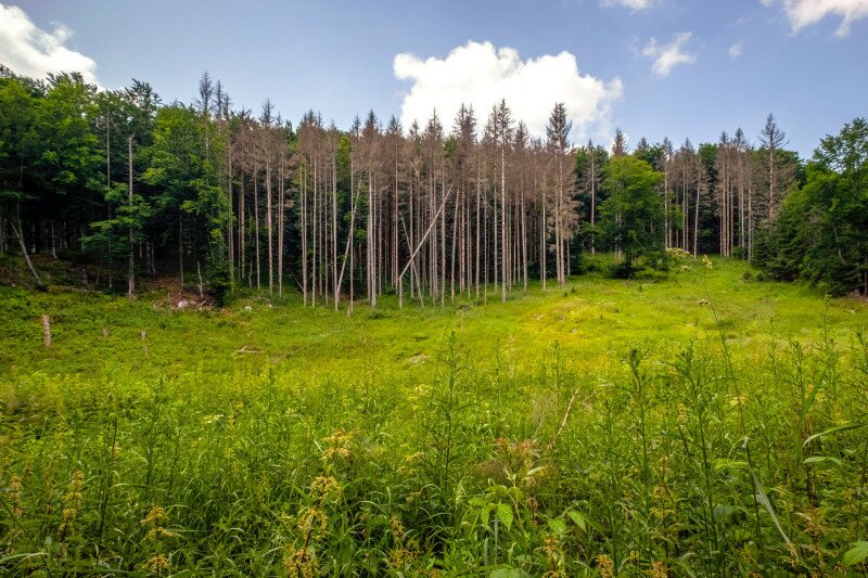 06 kiszáradó fenyők FOTO Pálvölgyi Krisztina