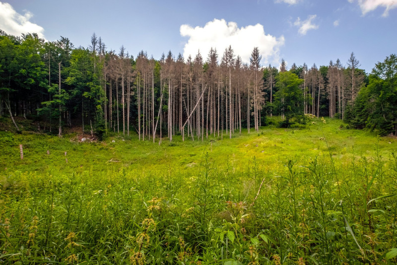06 kiszáradó fenyők FOTO Pálvölgyi Krisztina