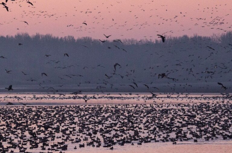 Negyedszázados a Vadlúd Sokadalom – de idén a természet is próbatételt kapott